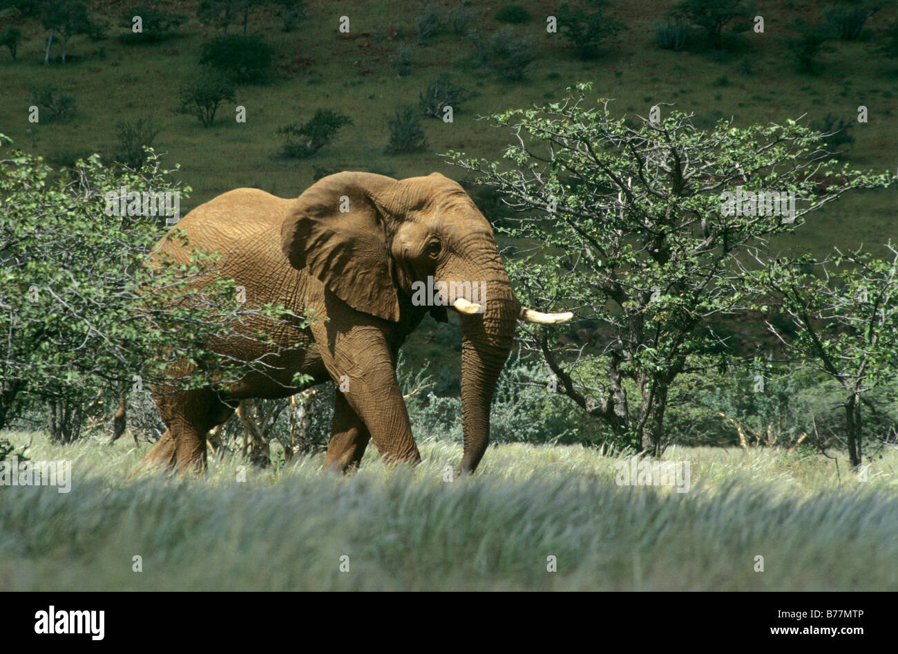 Bush africano Elefante africano (Loxodonta africana) vicino a Sesfontein, Kaokoveld, Namibia, Africa Foto Stock
