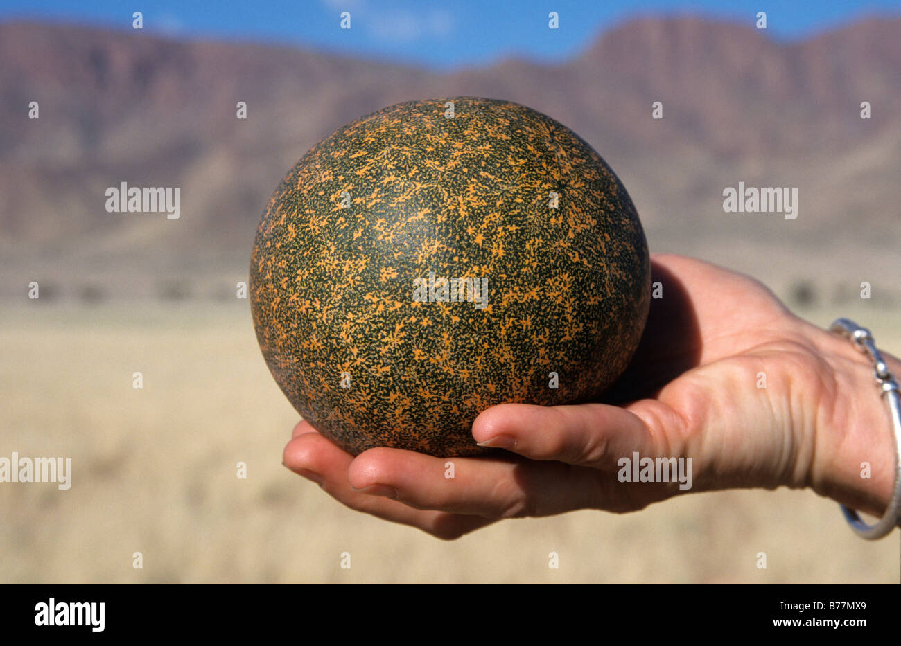 Mano azienda Tsama melone, Namibia, Africa Foto Stock