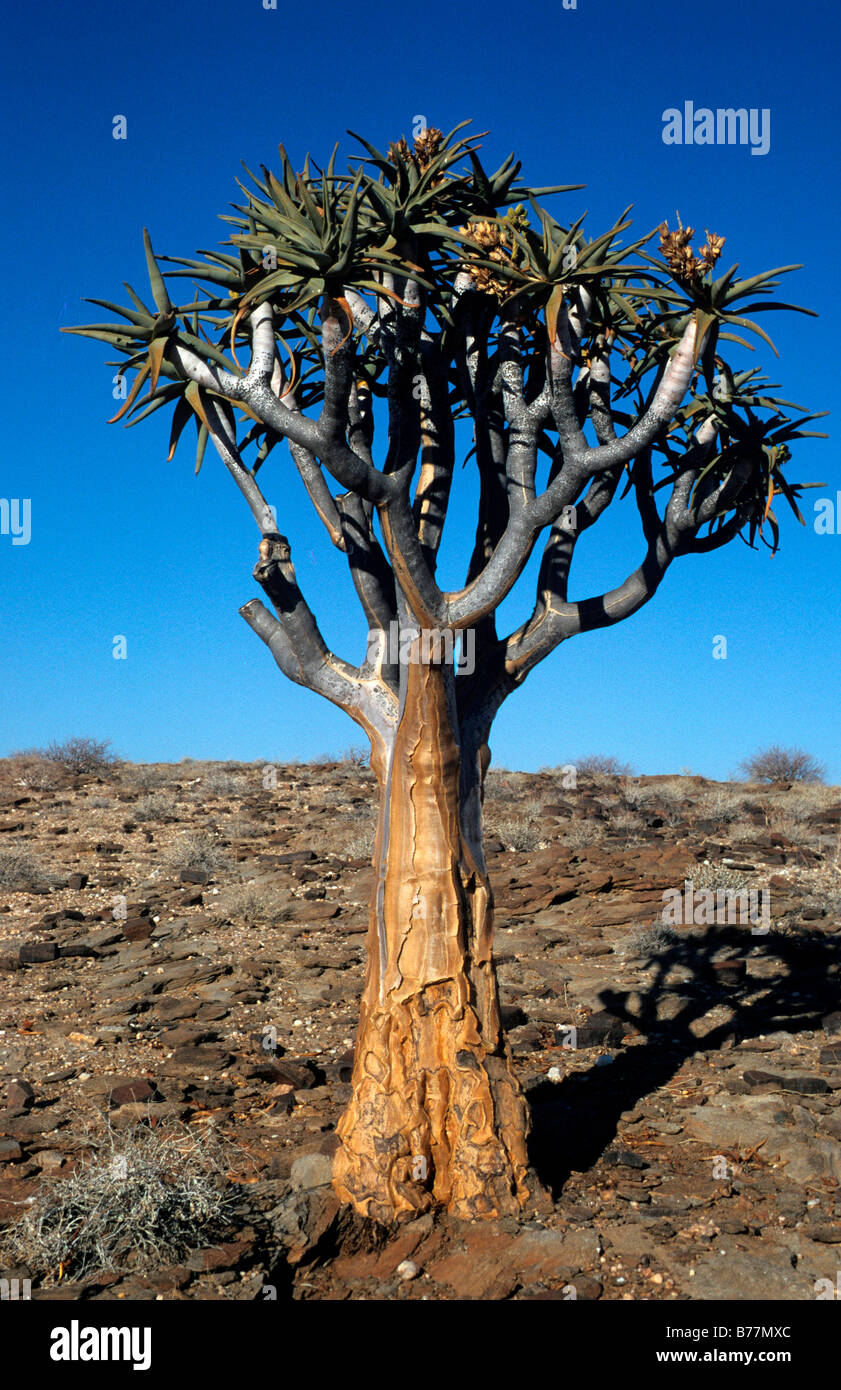 Faretra tree (Aloe dichotoma), Brandberg, Namibia, Africa Foto Stock