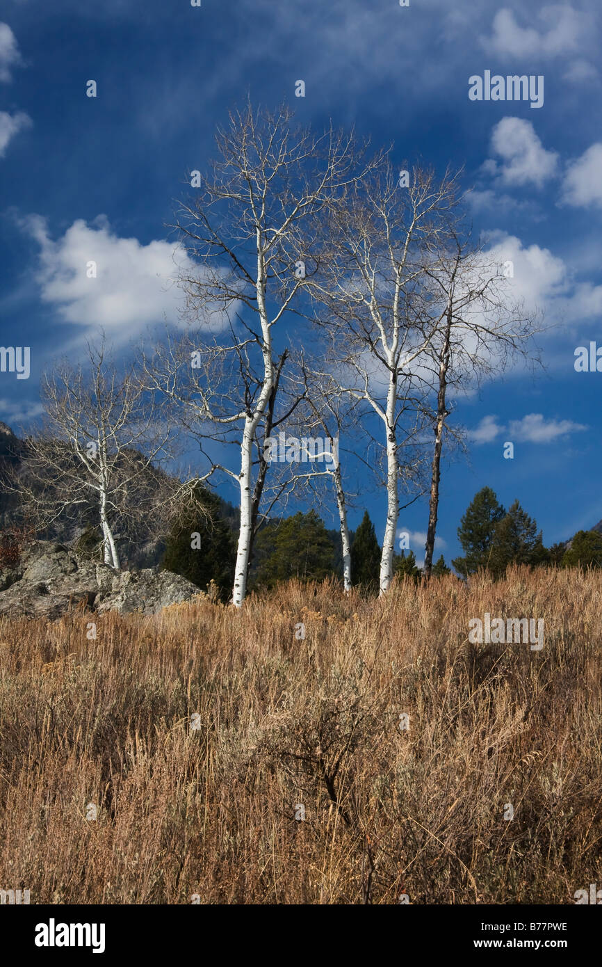 Aspen alberi in inverno insieme contro un bellissimo cielo Foto Stock