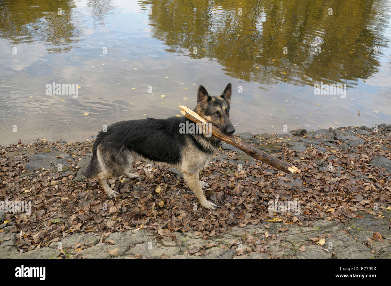 Pastore Tedesco cane con una filiale di grandi dimensioni nella sua bocca su di un argine Foto Stock
