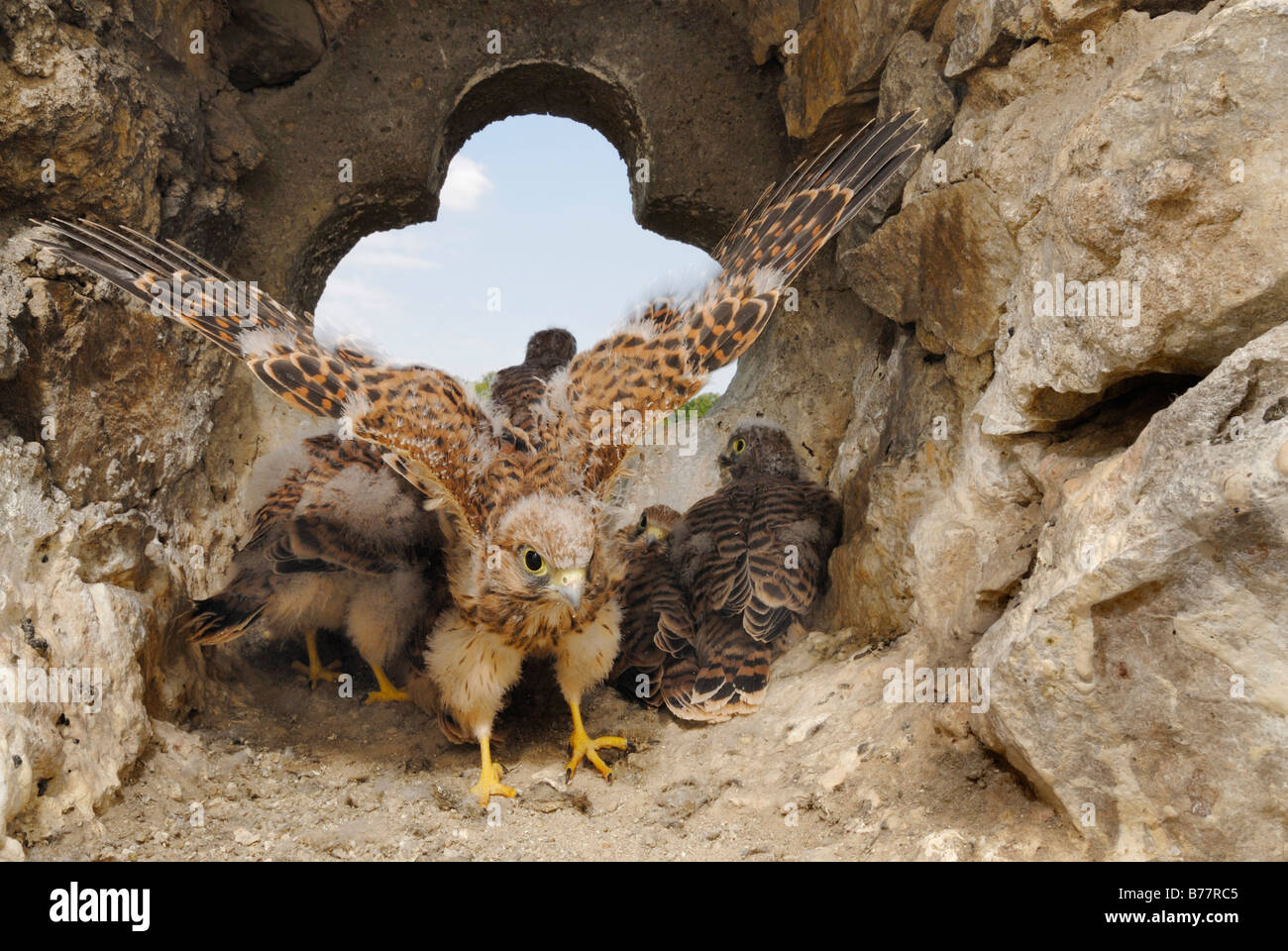 Giovani comuni di gheppio (Falco tinnunculus) formazione per il primo volo Foto Stock