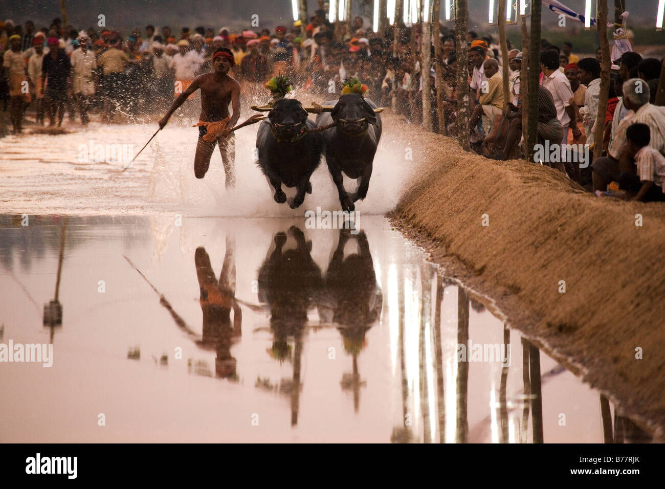 Un uomo corse una coppia di bufali in una gara Kambala nel Dakshina Kannada distretto di Karnataka, India. Foto Stock