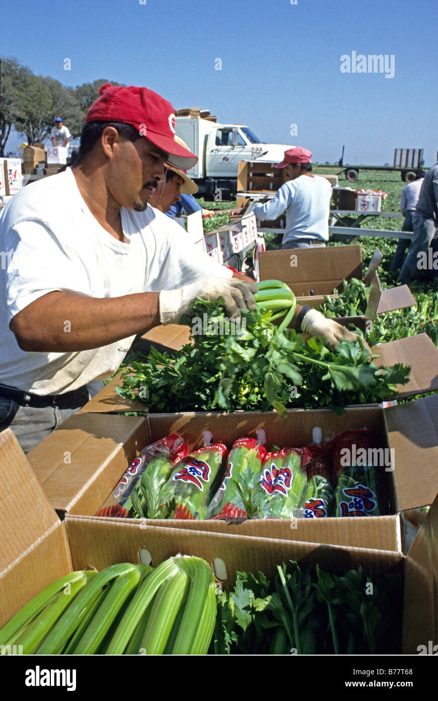 I lavoratori migranti la raccolta di sedano,Brawley California Foto Stock