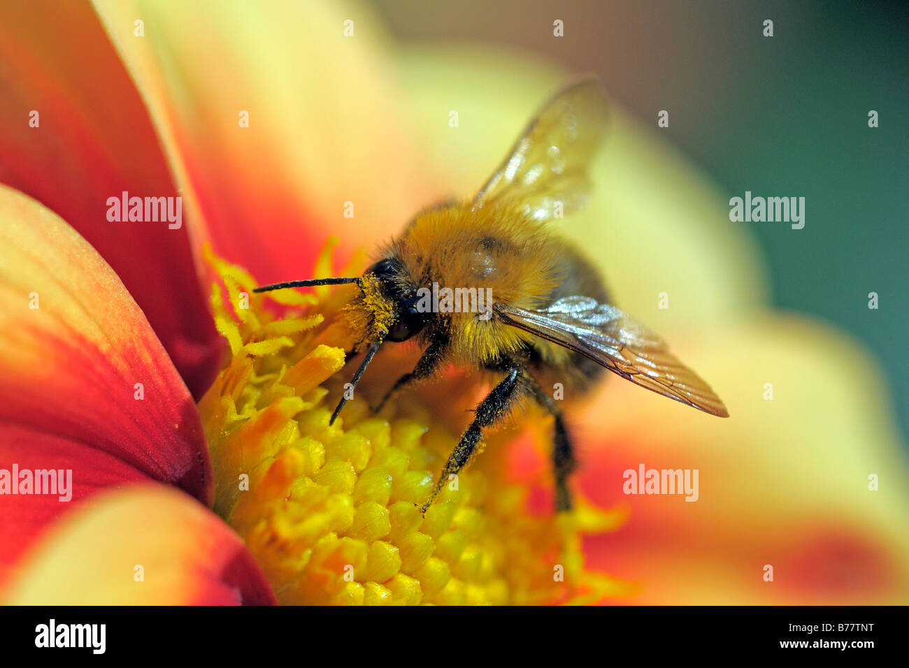 Bumblebee (Bombus spec.) raccogliendo il nettare da un fiore Foto Stock