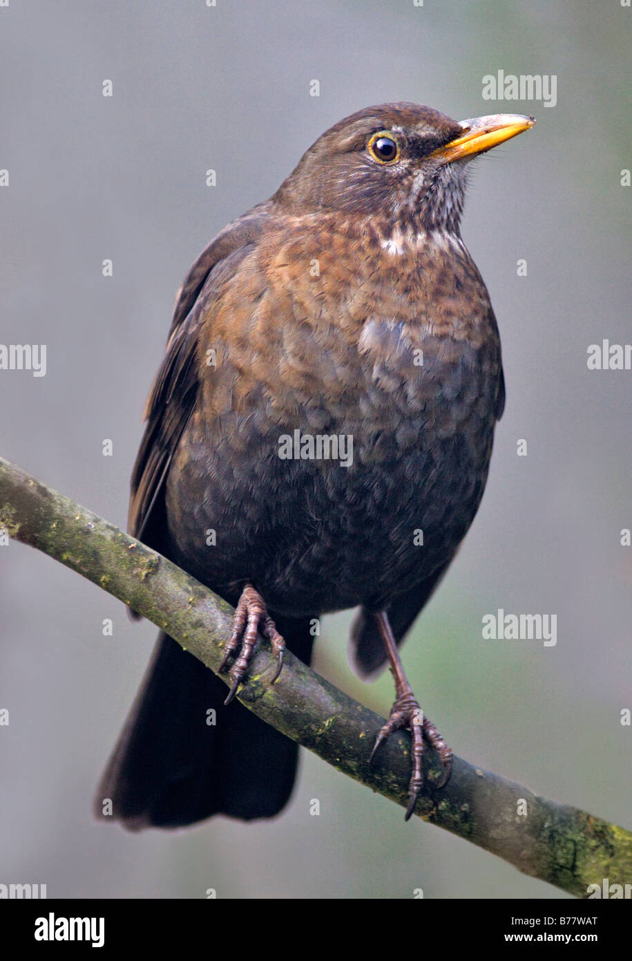 Merlo femmina (Turdus merula) seduto sul ramo di albero Foto Stock