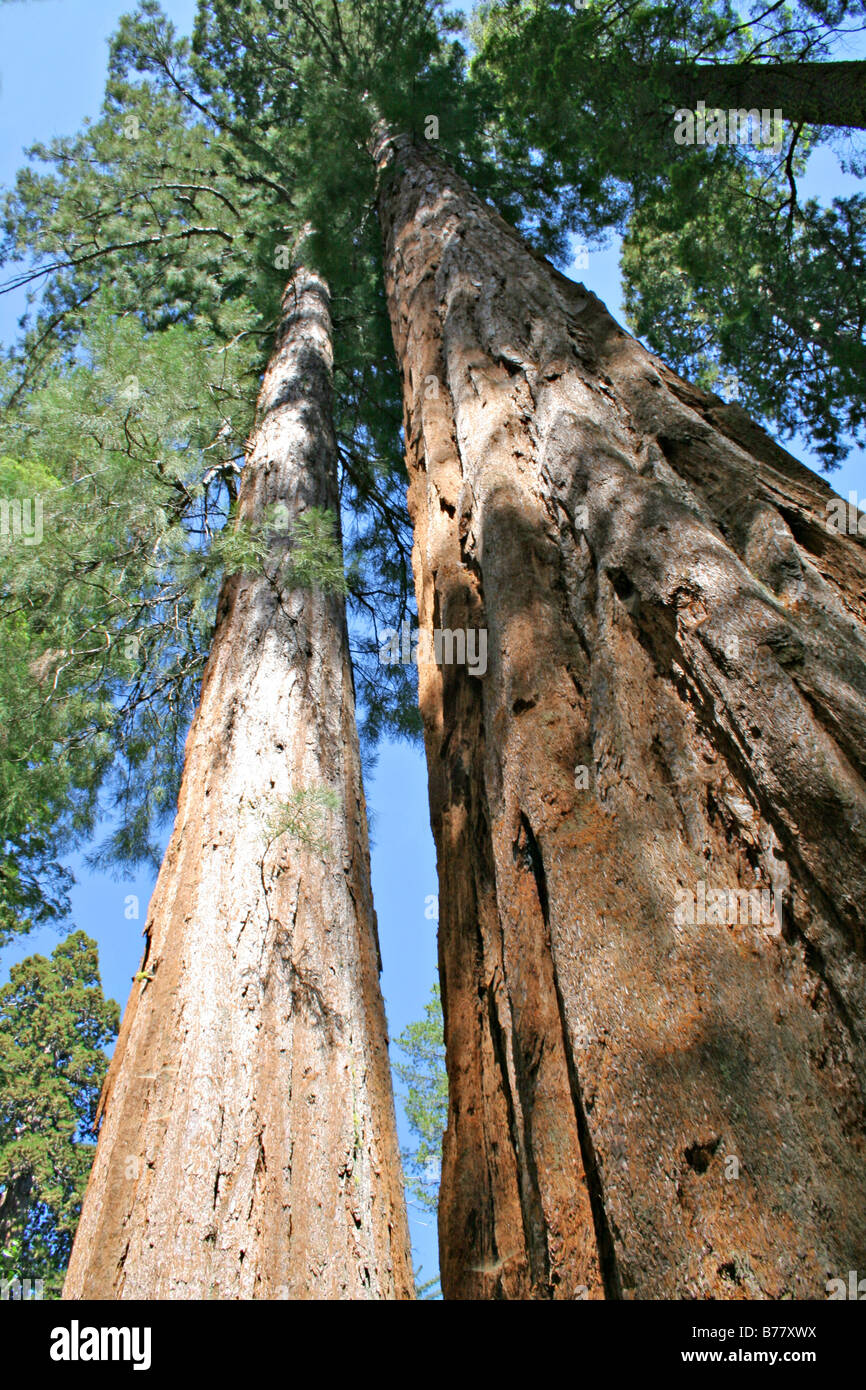 Vista verso l'alto di sequoia gigante alberi nel Sud Grove nel Parco Nazionale di Yosemite in California Foto Stock