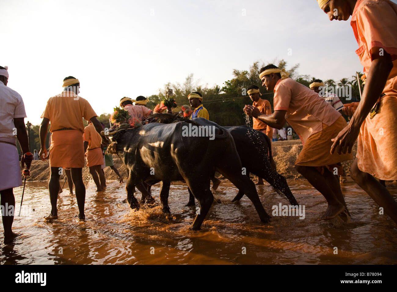 Gli uomini portano una coppia di bufale sulla pista per una gara Kambala nel Dakshina Kannada distretto di Karnataka, India. Foto Stock