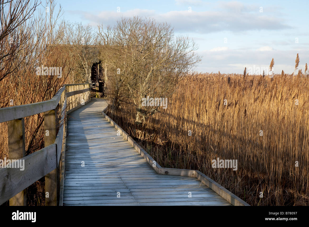 Passerella in legno RSPB per la riserva naturale delle paludi di Strathbeg, il più grande lago di dune della Gran Bretagna. Un nascondiglio di osservazione nei boscaioli, Crimond, Fraserburgh, Scozia, Regno Unito Foto Stock