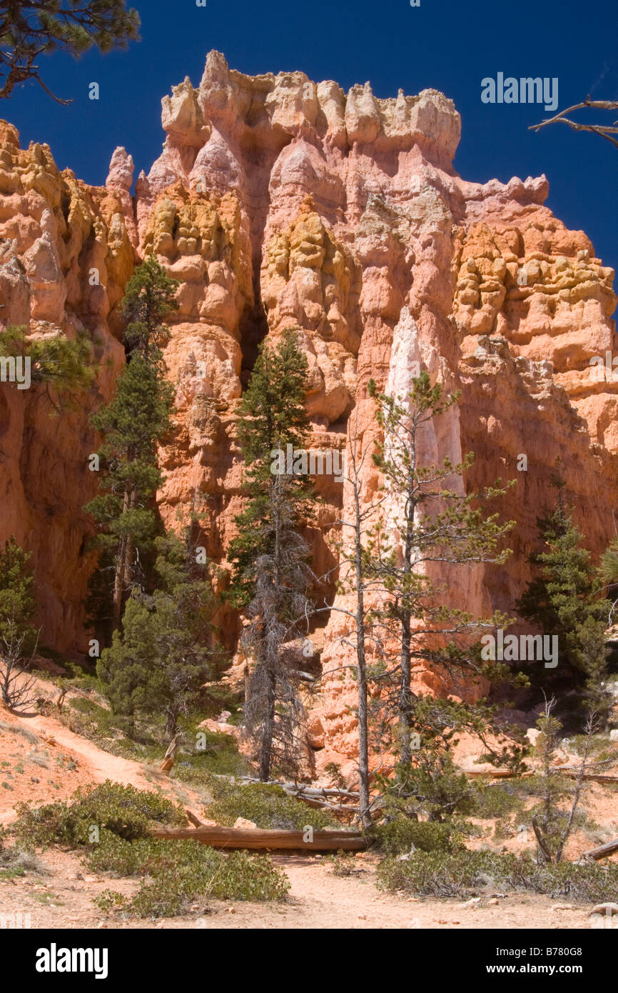 Queens Garden in anfiteatro di Bryce Bryce Canyon National Park nello Utah Foto Stock