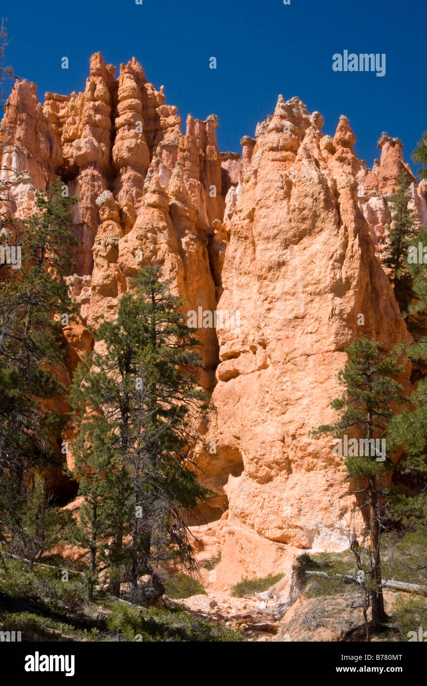 Hoodoos in Queens Garden Anfiteatro Bryce Bryce Canyon National Park nello Utah Foto Stock