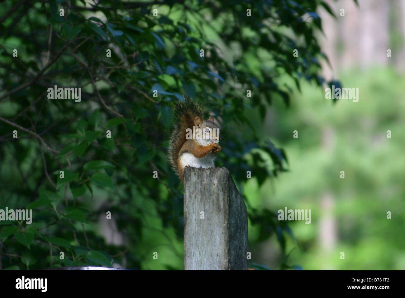 Uno scoiattolo rosso posatoi su un palo di legno mentre mangiando un seme, contro uno sfondo di foglie verdi. Foto Stock