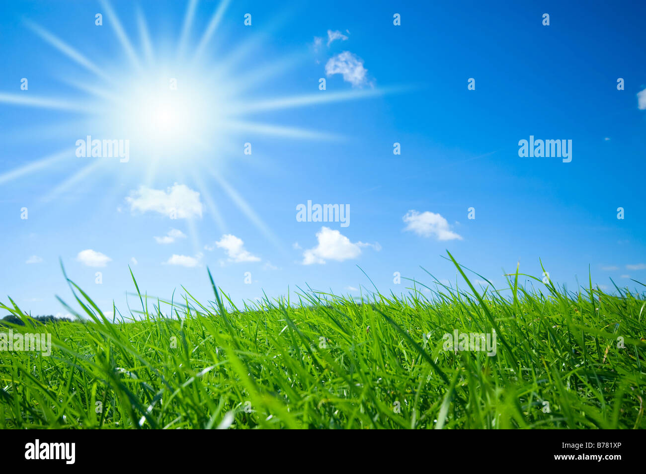 Fresco di erba verde con un luminoso cielo blu e sfondo sunburst Foto Stock