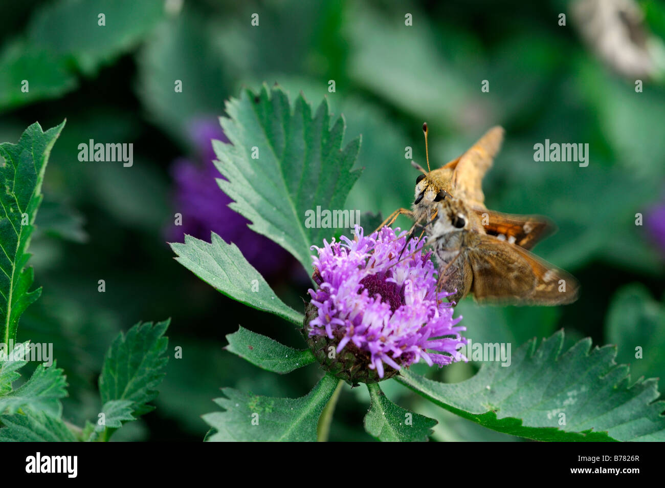 Peck's Skipper Polites alimentazione peckius thistle butterfly bere sip nettare di alimentazione flower bloom Foto Stock