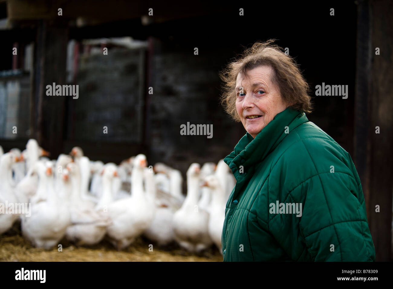 Judy Goodman con il suo gregge di intervallo libero di oche a Goodman di oche in Worcestershire un paio di settimane prima di Natale 2008. Foto Stock