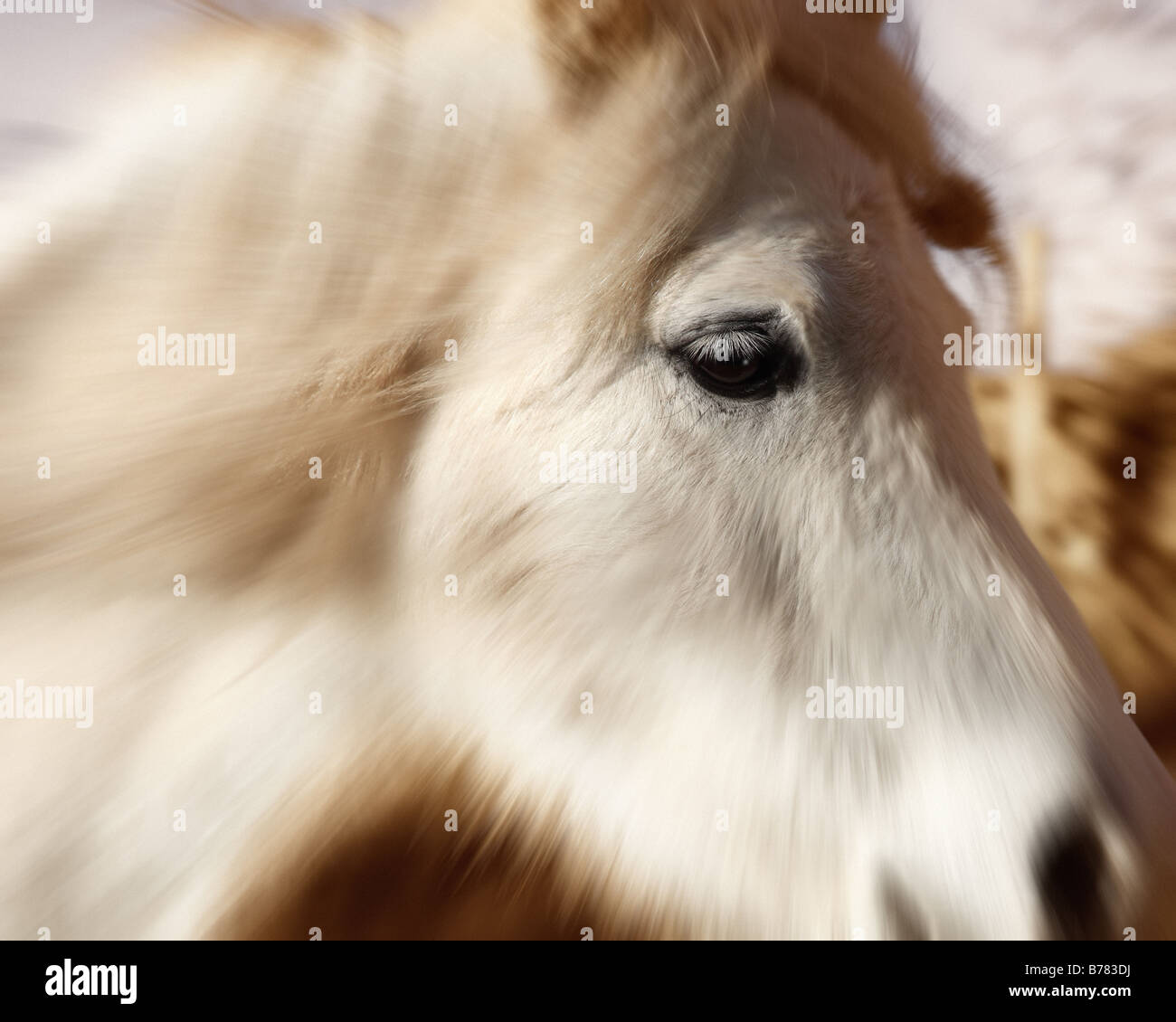 Arte della foto: Cavallino Bianco Foto Stock