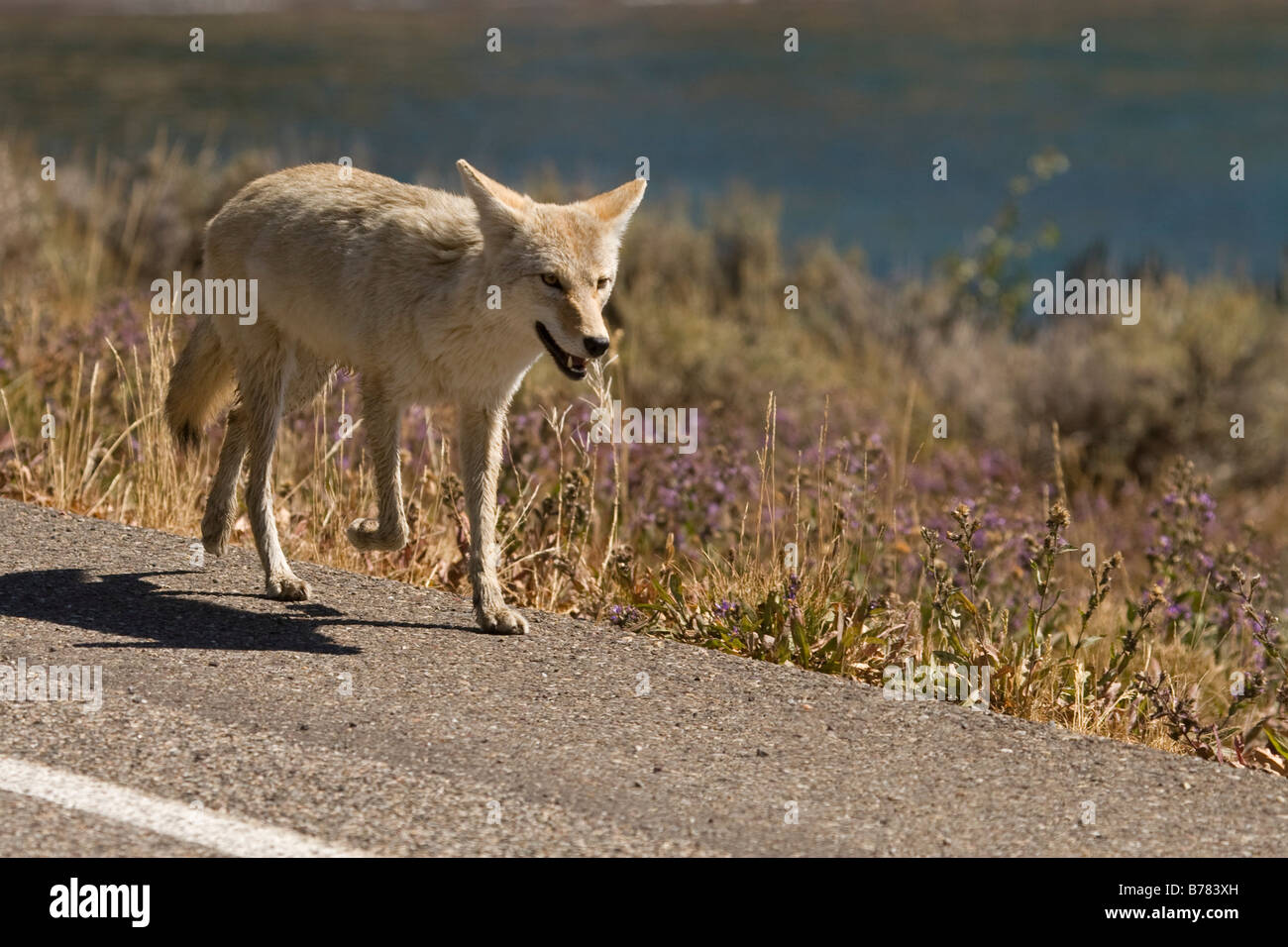 Coyote in movimento nel Parco Nazionale di Yellowstone Foto Stock