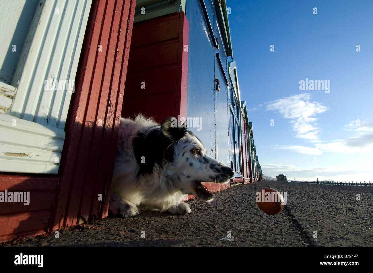 Un cane mongrel gioca con la palla tra le capanne sulla spiaggia come si va per una passeggiata sul lungomare su Brighton e Hove lungomare Foto Stock