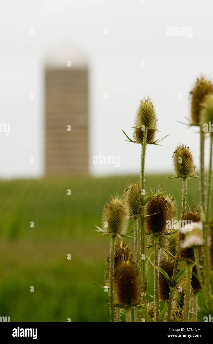 Radiche con campo di mais e silo in background Foto Stock