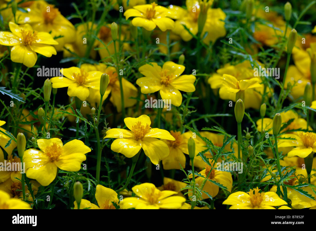 Tagetes Tenuifolia Limone Gem' signata pumila Signet Calendula fiore giallo fiore fiore pianta annuale Foto Stock
