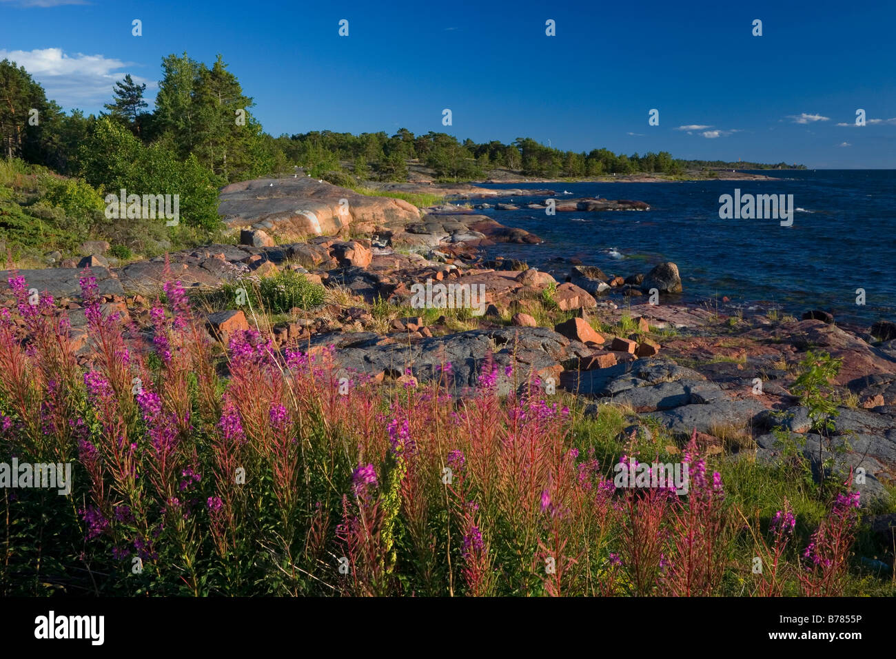 Rose fiori a costa rocciosa del mar Baltico a isole Aland in Finlandia Foto Stock