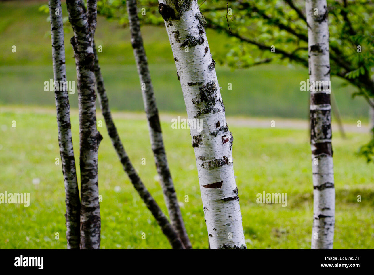 Silver Birch tronchi di alberi Foto Stock