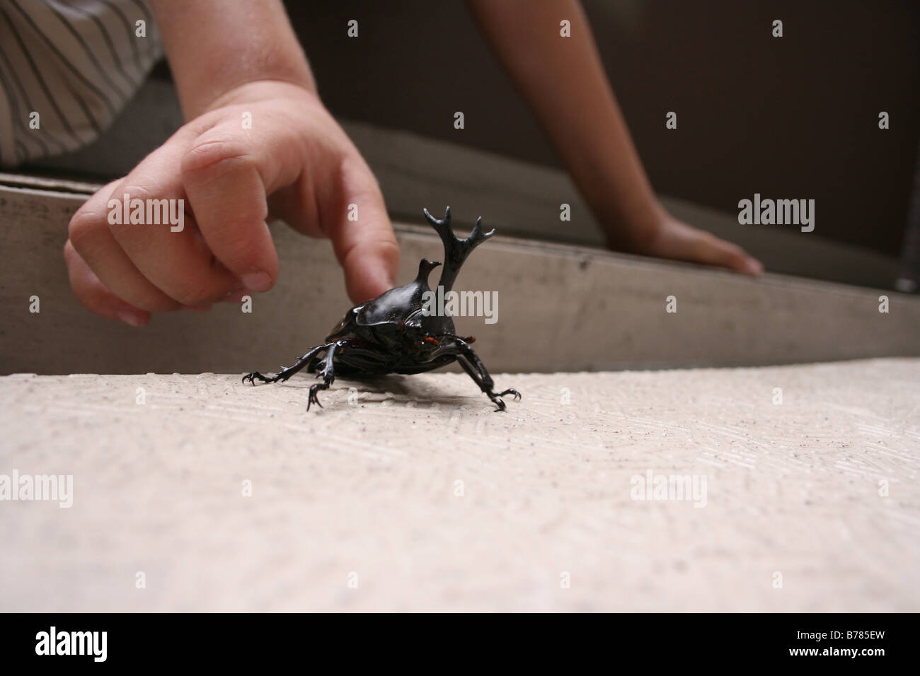 Bambino la preparazione di agguantare kabutomushi stag beetle Foto Stock