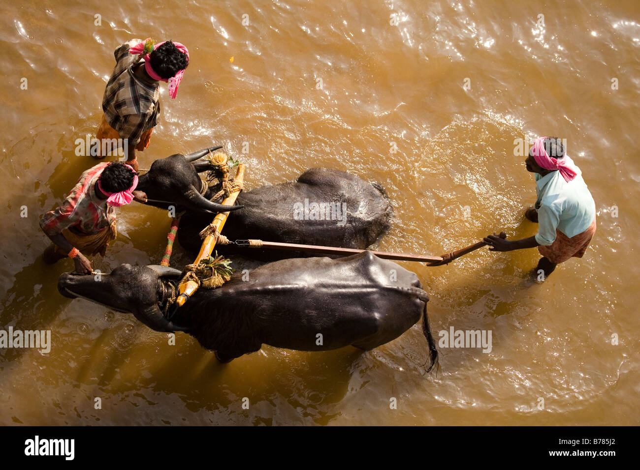 Gli uomini lavare una coppia di bufale dopo una gara Kambala nel Dakshina Kannada distretto di Karnataka, India. Foto Stock