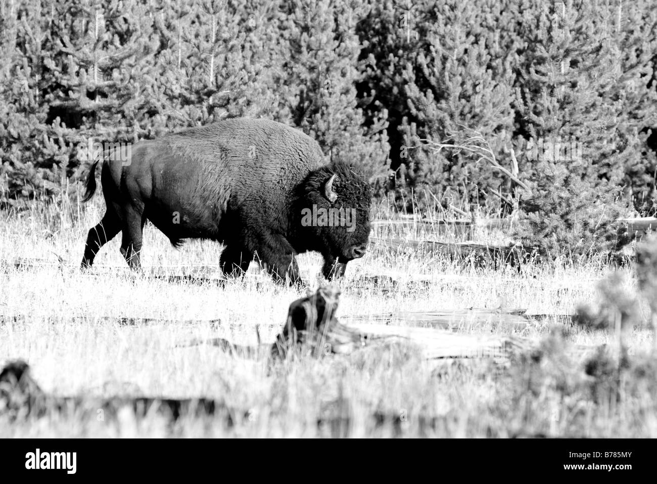 Bisonti americani in movimento in Yelowstone National Park in bianco nero Foto Stock
