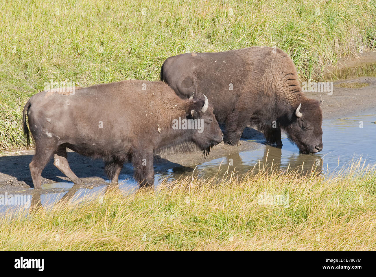 Due bisonti americani acqua potabile nei prati del Parco Nazionale di Yellowstone Foto Stock