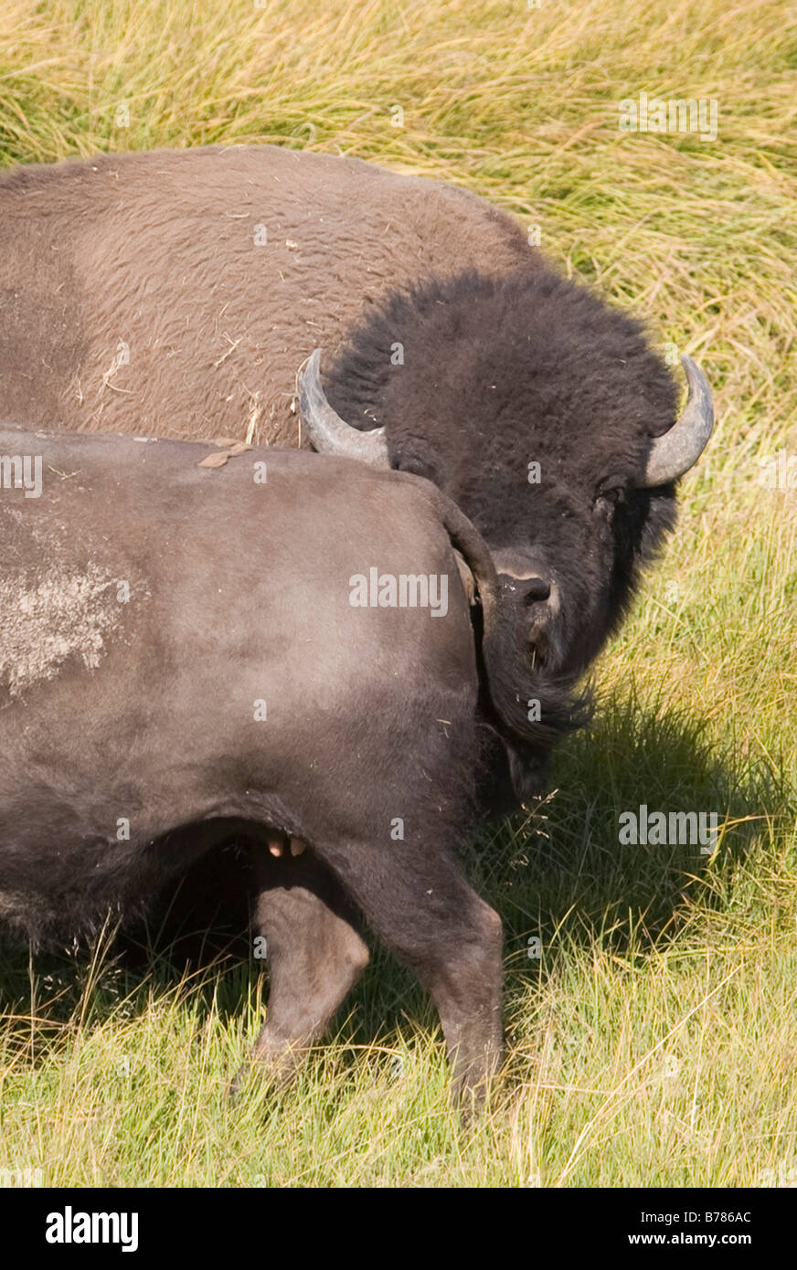 Un maschio di bisonti americani controllo fuori la sua mate retro nei prati del Parco Nazionale di Yellowstone Foto Stock