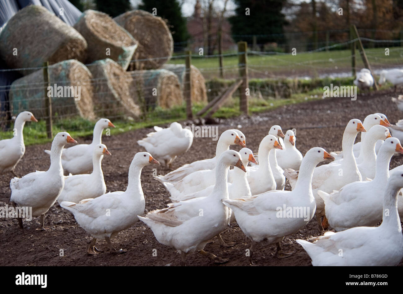 Questi sono free range oche a Goodman di oche in Worcestershire un paio di settimane prima di Natale 2008. Foto Stock