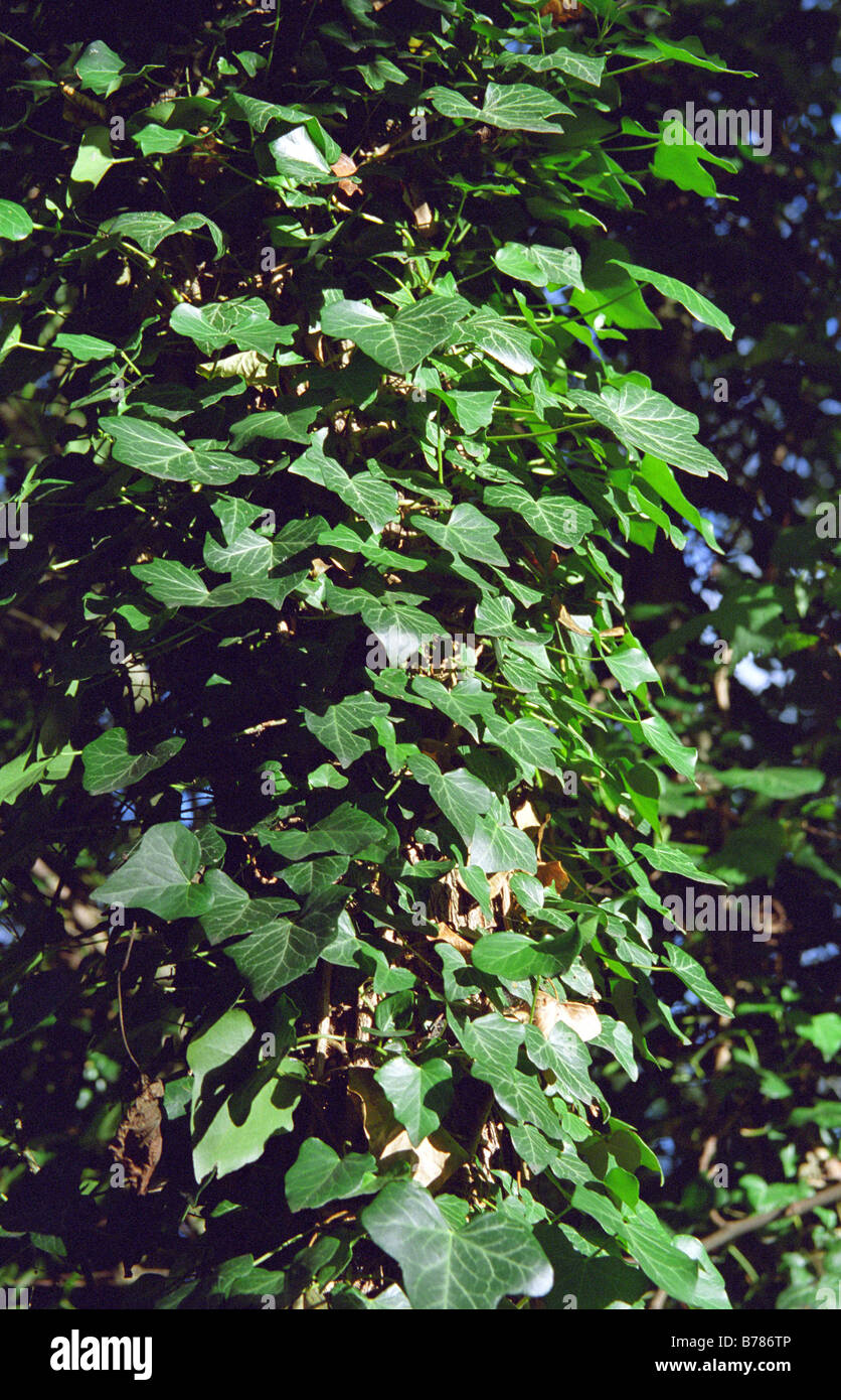 Edera sul tronco di albero, Mary Ann Prati, Westbrook, Warrington, Inghilterra, Autunno 2008 Foto Stock