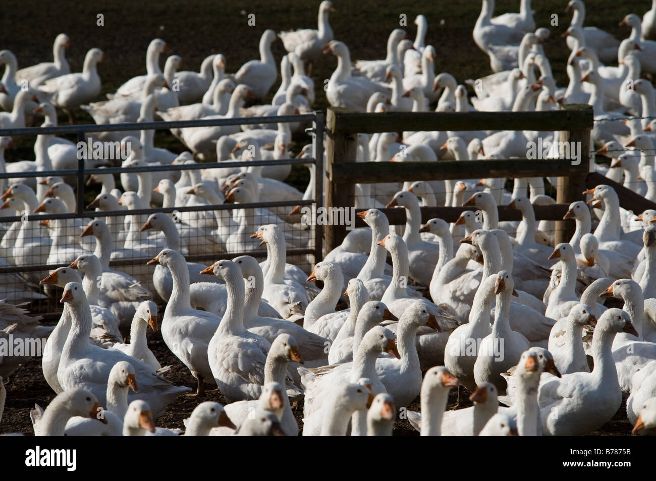 Questi sono free range oche a Goodman di oche in Worcestershire un paio di settimane prima di Natale 2008. Foto Stock