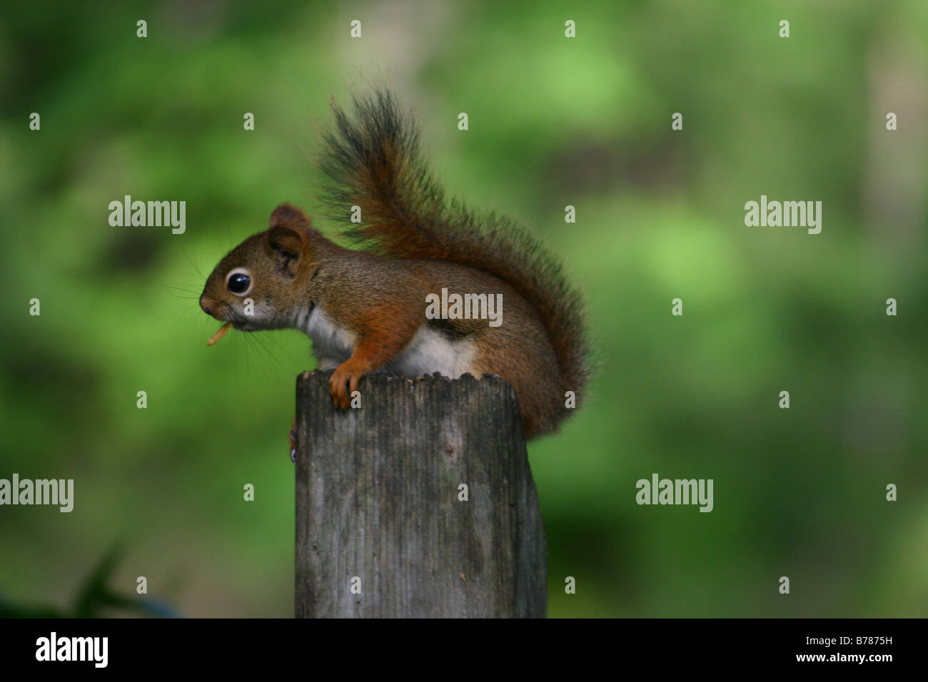 Uno scoiattolo rosso mastica su un seme mentre si appollaia sulla cima di un palo di legno. Foto Stock