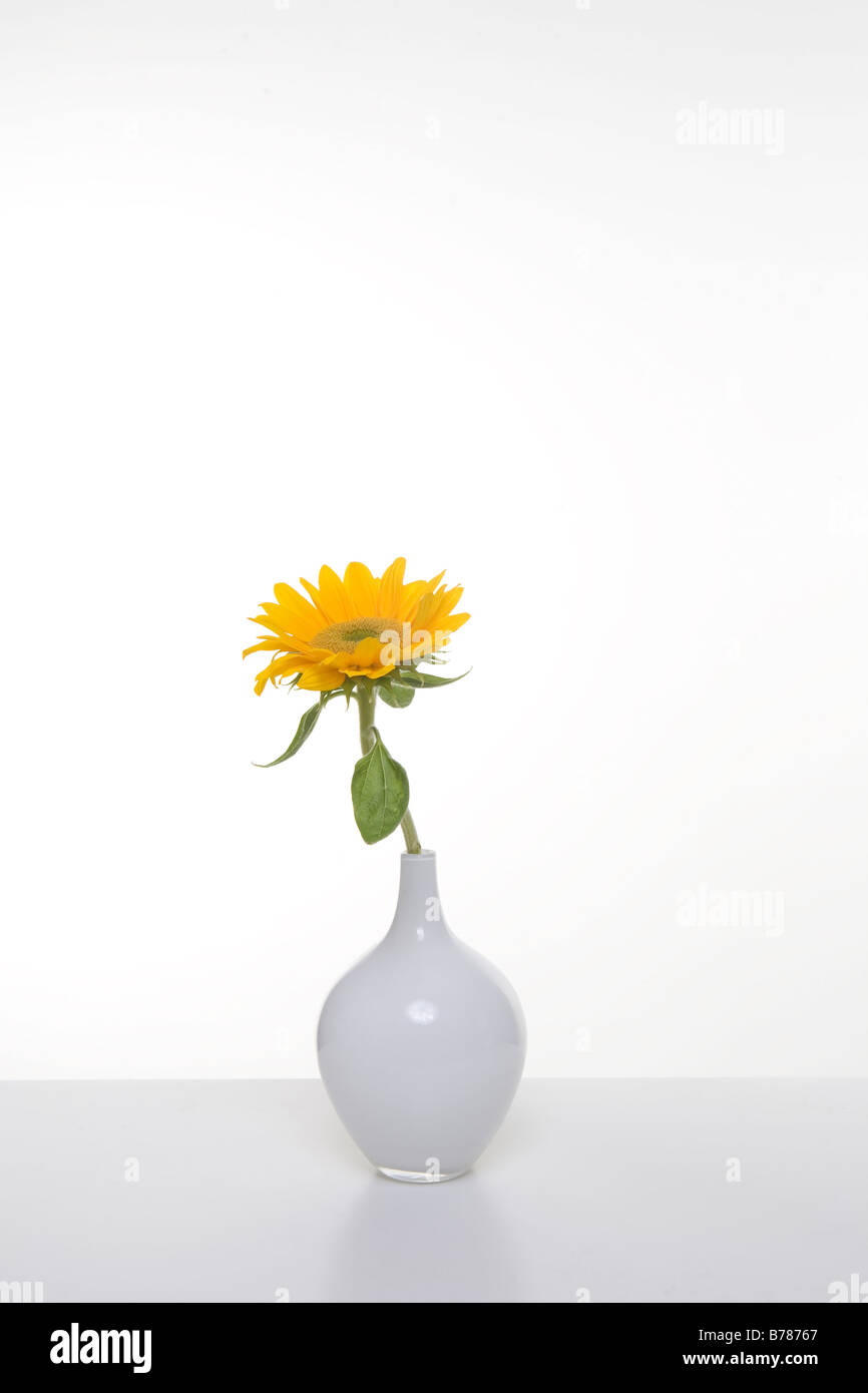 Unico giallo girasole nel vaso bianco Foto Stock