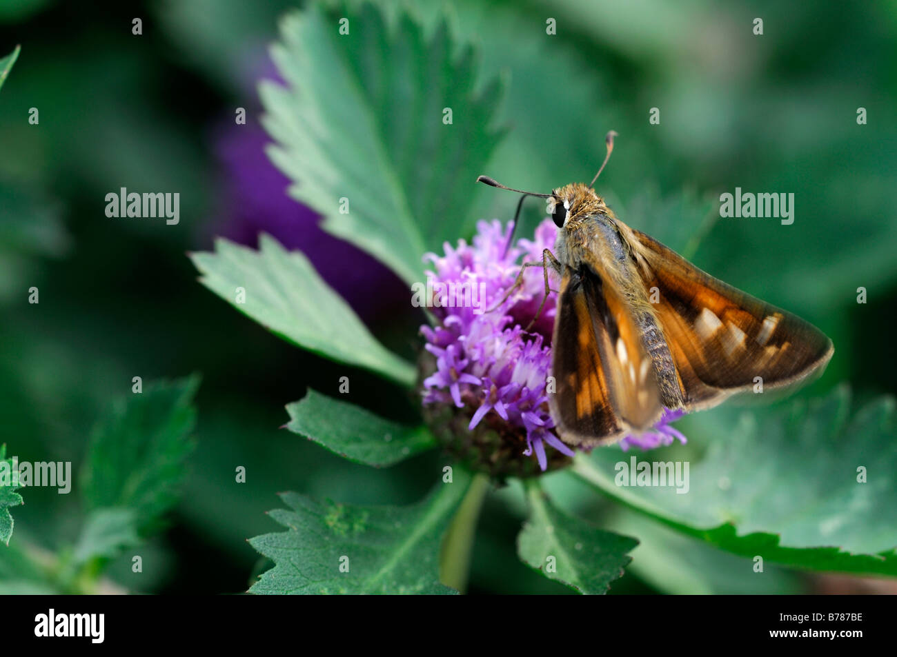 Peck's Skipper Polites alimentazione peckius thistle butterfly bere sip nettare di alimentazione flower bloom Foto Stock