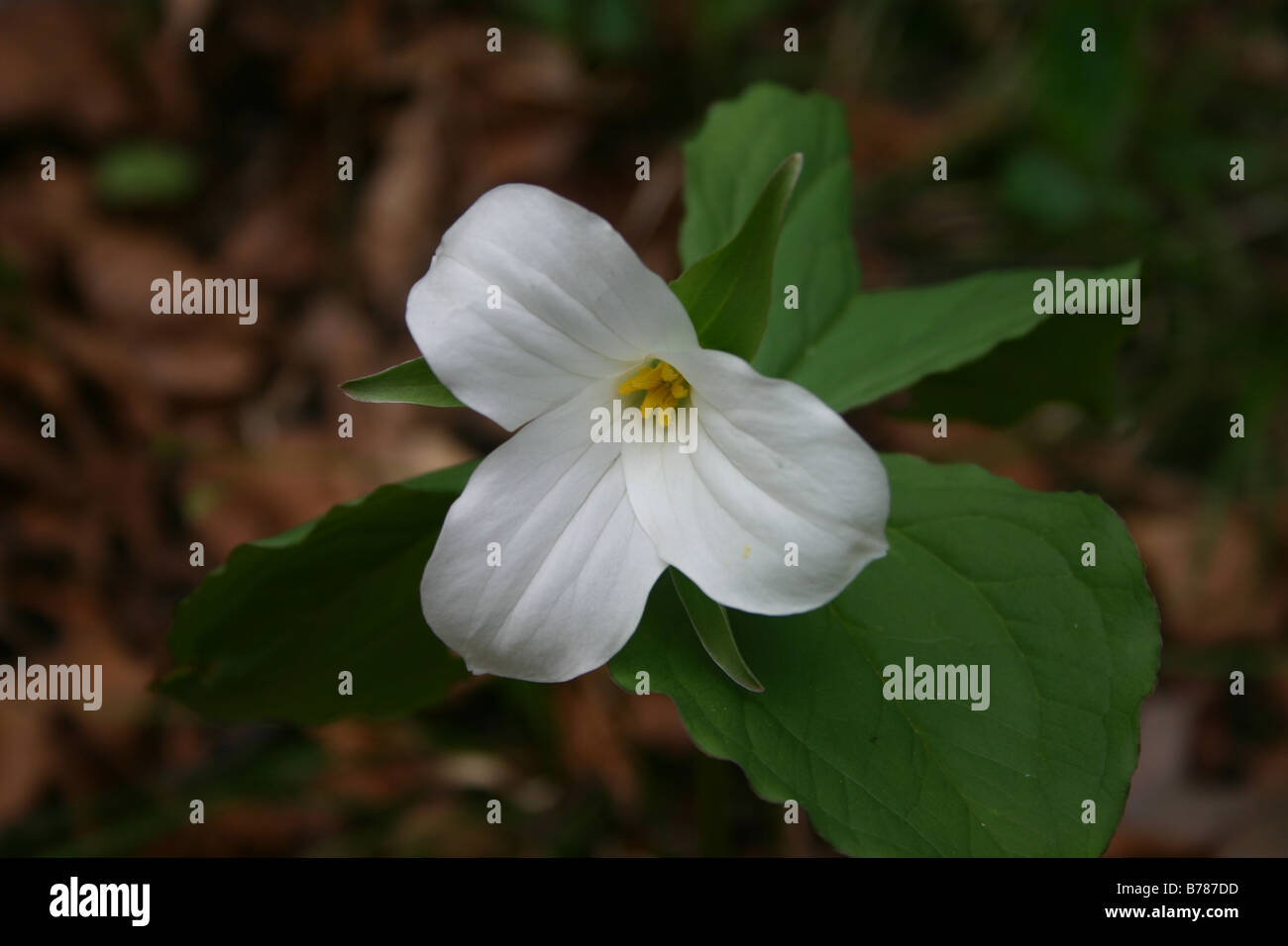 Un bianco trillium, la provinciale ufficiale fiore di Ontario. Questo tre petaled floreale fiorisce in primavera. . Foto Stock