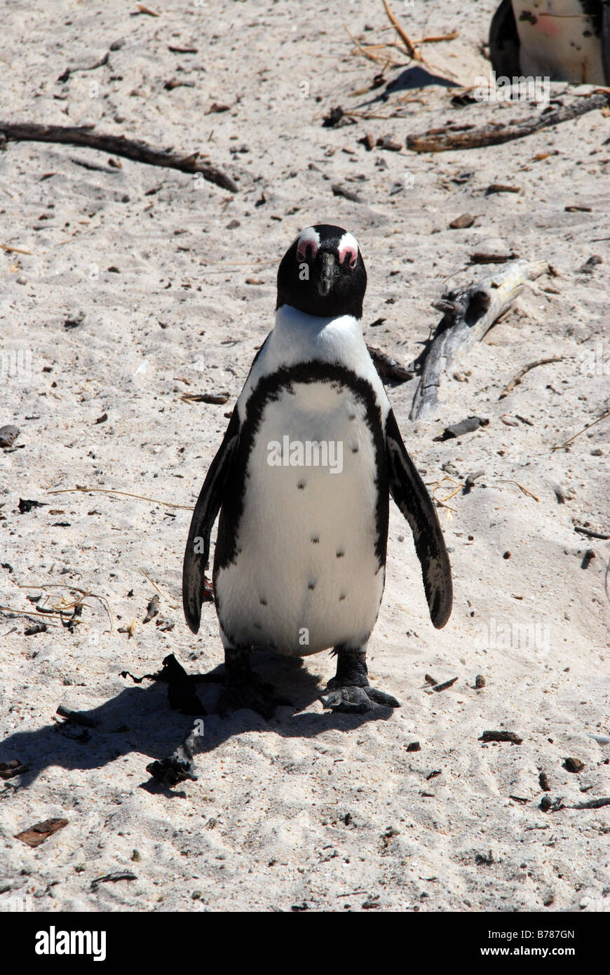 Pinguino africano Spheniscus demersus a Boulder Simonstown Spiaggia Sud Africa Foto Stock