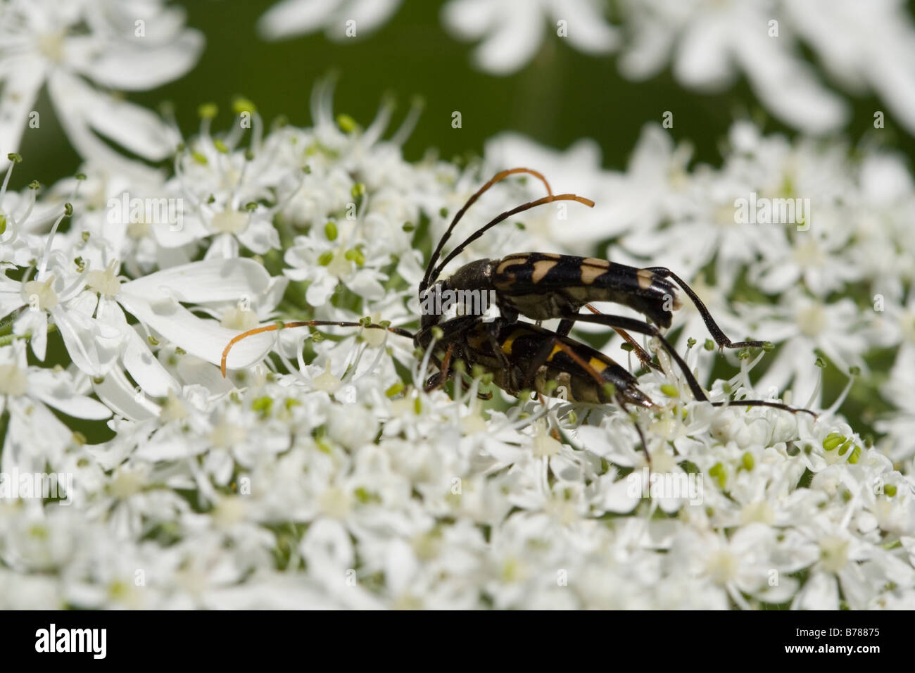 Longhorn coleotteri coniugata in fiore Foto Stock