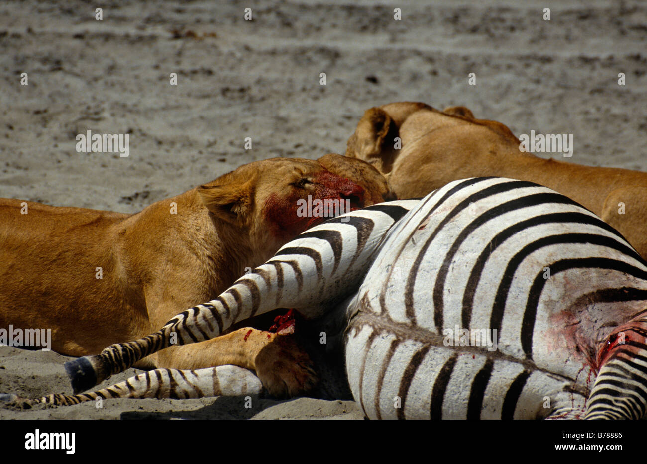I Lions sono potenti animali che di solito si caccia in gruppi coordinati o coppie e levetta abbiano scelto per la loro preda LION KILL TANZANIA Foto Stock