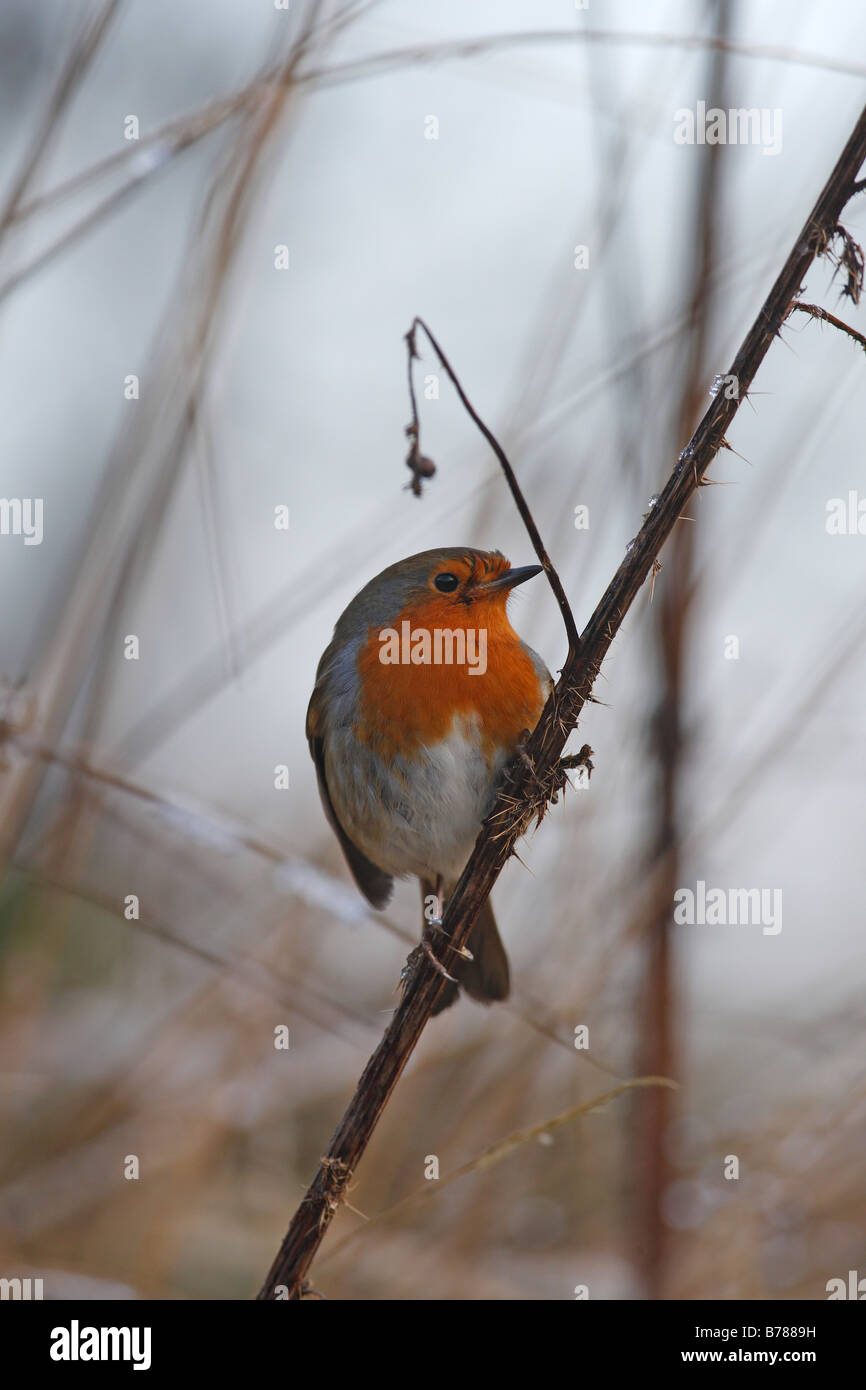 Erithacus rubecula ROBIN si appollaia su THISTLE LEVETTA Foto Stock