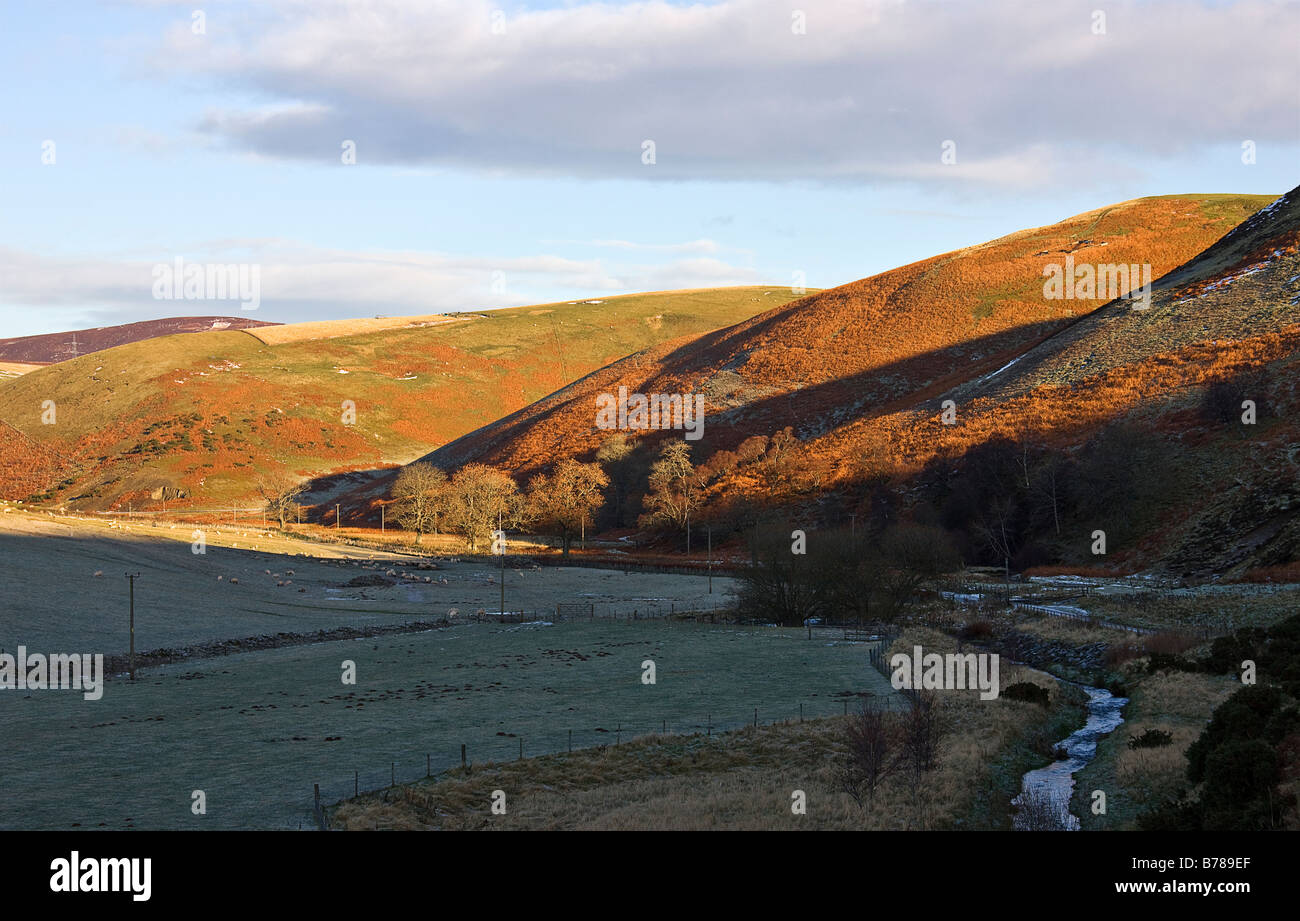 Pomeriggio di sole che splende sulla collina di inverno, Scottish Borders. Foto Stock