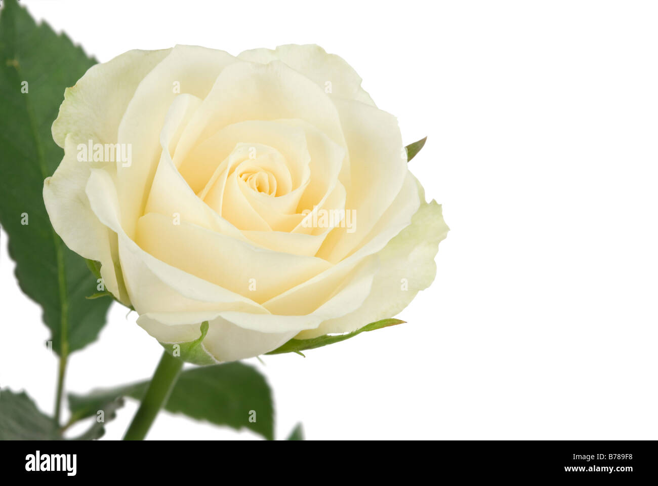 Bella rosa bianca isolata su uno sfondo bianco Foto Stock
