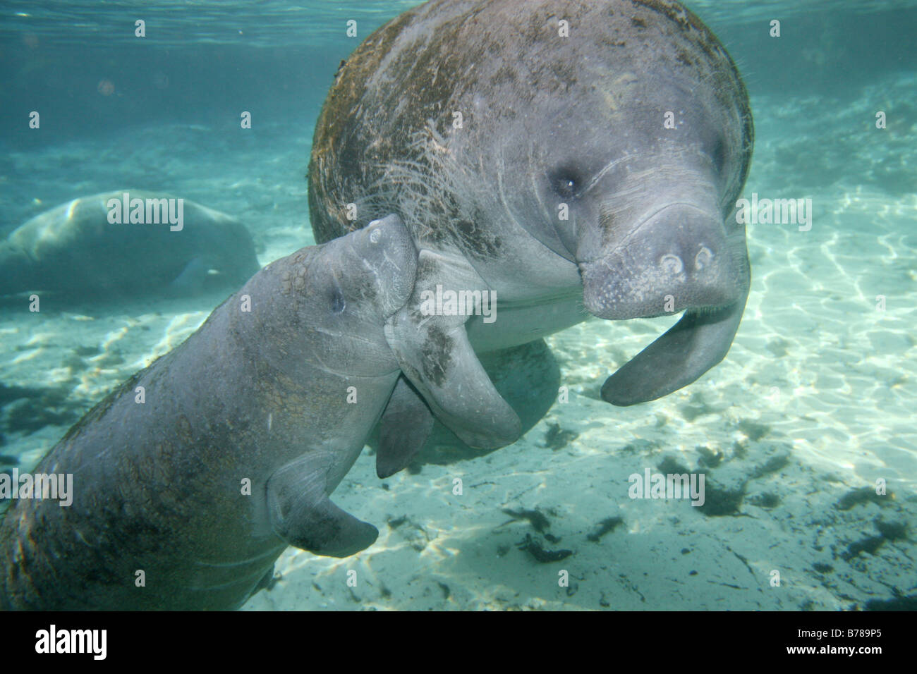 West Indian lamantino baby calf florida assistenza infermieristica Foto Stock