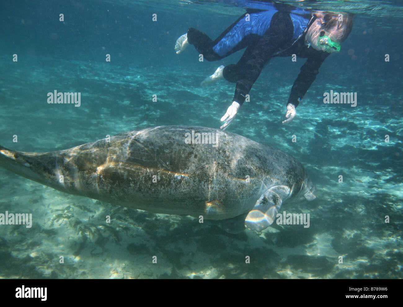 West Indian lamantino snorkel diver Crystal River florida Foto Stock