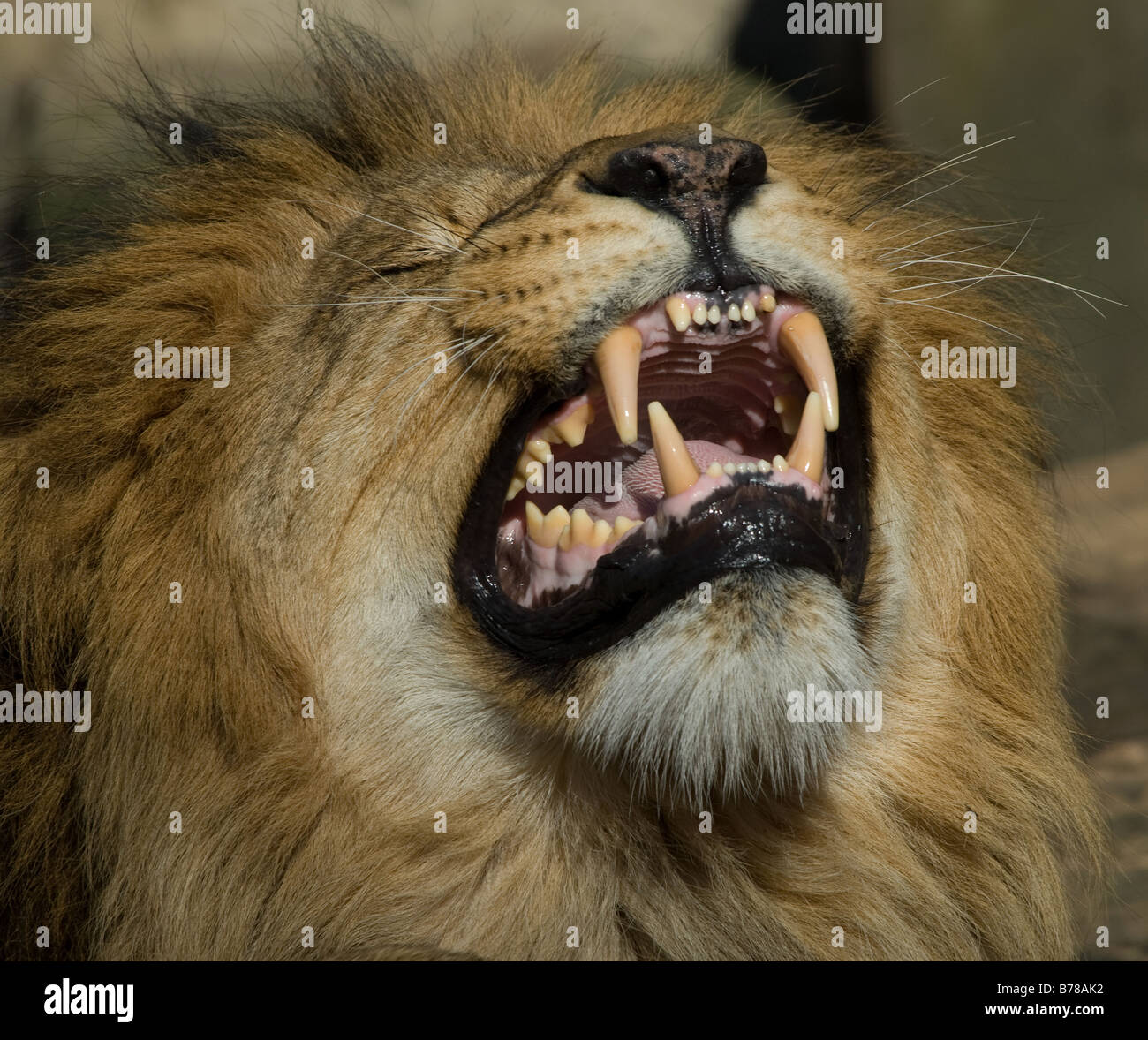 Bellissimo leone maschio mostra i denti Foto stock - Alamy