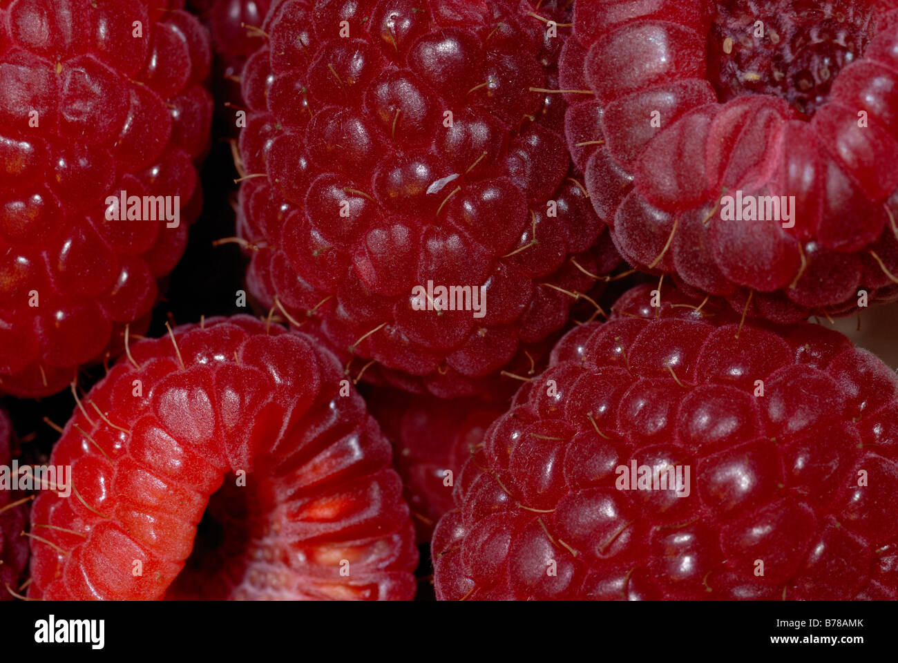 Un primo piano di lamponi Foto Stock