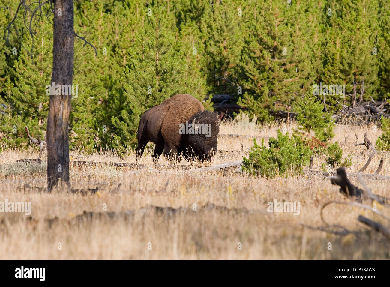 Bisonti americani in movimento in Yelowstone Parco Nazionale Foto Stock