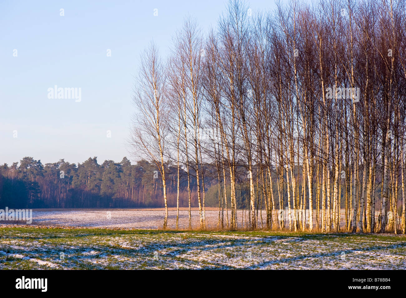 Paesaggio Di Inverno in campagna remota della Polonia Foto Stock